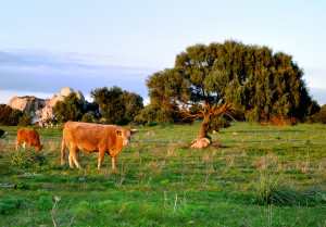 sardegna