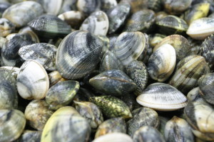 Vongole-sec