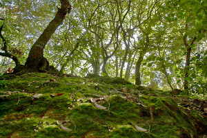 Salviamo-la-foresta-Marganai