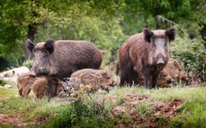 cinghiali-fauna-selvatica-animali-by-zolastro-fotolia-750