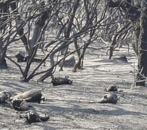 Incendi: animali morti in Sardegna