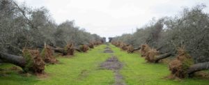 Foto Vincenzo Livieri - LaPresse  28-12-2015 - Torchiarolo (BR) - Italia  Cronaca Alberi di ulivo eradicati nell'ambito del Piano Silletti contro la Xylella fastidiosa Photo Vincenzo Livieri - LaPresse  28-12-2015 - Torchiarolo (BR) -  Italy  Olive trees uprooted for the Silletti plan against  the Xylella fastidiosa