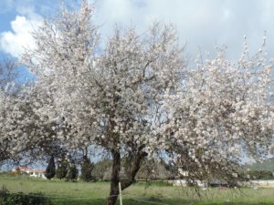 mandorli-in-fiore